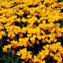 Großer Gelber Frühlingskrokus | #2