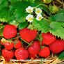 Set Erdbeer-Auslese, im ca. 9 cm-Topf | #2