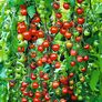 Tomatenpflanze Cherrytomate Solena Sweet Red, veredelt | #2
