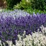 Englischer Lavendel Elizabeth | #2