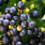 Heidelbeere BrazelBerry® Berry Bux® - Laufender Meter, 6 Pflanzen, im ca. 11 cm-Topf | #2