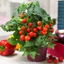 Balkon-Tomatenpflanze Primabell, veredelt, im ca. 12 cm-Topf | #2