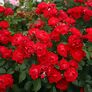 Beetrose Black Forest Rose®, im ca. 23 cm-Topf | #2