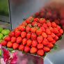 Erdbeere Praline, Pflanzware 2x6er Tray, im ca. 7 cm Topfballen | #2