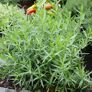 Küchenkräuterpflanze Estragon Pfefferkorn, im ca. 12 cm-Topf | #2