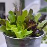 Pflück-Salatpflanze, im ca. 11 cm-Topf | #2