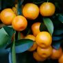 Calamondin-Orange, Stamm, im ca. 55 cm-Topf | #2