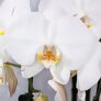 Schmetterlings-Orchidee Grandiflora, Höhe ca. 50-60 cm | #2