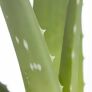 Aloe Vera, Höhe ca. 20-30 cm | #2