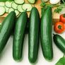 Gurkenpflanze Salatgurke Melva® Midios, veredelt | #2