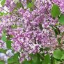 Zwerg Duftflieder Flowerfesta®  Purple, im ca. 19 cm-Topf | #2