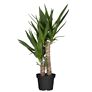 Riesen-Palmlilie, 2er Tuff, im ca. 17 cm-Topf | #2