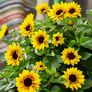 Premium Sonnenblume SunBelievable™ | #2