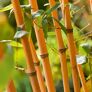 Bambus Aureocaulis, im ca. 28 cm-Topf | #2