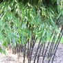 Schwarzer Bambus, im ca. 23 cm-Topf | #2
