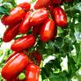 Tomatenpflanze San Marzano Tomate Tuma® Red, veredelt, im ca. 12 cm-Topf | #2