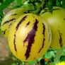 Birnenmelonenpflanze Pepino, im ca. 13 cm-Topf | #2