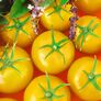 Tomatenpflanze Bolzano, gelb, veredelt, im ca. 12 cm-Topf | #2