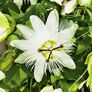 Weiße Passionsblume, im ca. 9 cm-Topf | #2