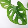 Fensterblatt Monstera obliqua Monkey Leaf, im ca. 12 cm-Topf | #2