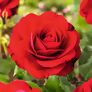 Roter Rosen-Stamm, im ca. 26 cm-Topf | #2