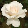 Weißer Rosen-Stamm, Höhe ca. 50 cm | #2