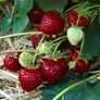 Erdbeere Aroma Auslese, Pflanzware 2x6er Tray | #2