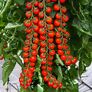 Tomatensamen Gardeners Delight | #2