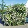 Büschelrose, weißblühend, im ca. 19 cm-Topf | #2