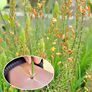 Katzenschwanzpflanze Medicus, im ca. 12 cm-Topf | #2