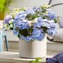 Gartenhortensie French Bolero, blau, im ca. 13 cm-Topf | #2