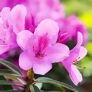 Zwerg-Rhododendron Graziella, im ca. 18 cm-Topf | #2