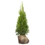 Großgebinde Lebensbaum Smaragd 80 - 100 cm, 40 Pflanzen | #2