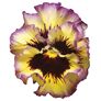 Edel-Veilchen Orchi® Purple-Yellow, im ca. 11 cm-Topf | #2