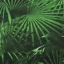 Sitzkissen Tarent, 47x47 cm, grüne Palme | #2