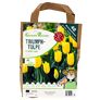 Tulpe Strong Gold, XXL-Pack. | #2