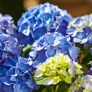 Hortensie Diva fiore®, blau, im ca. 22 cm-Topf | #2