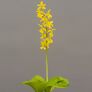 Freilandorchidee Duftorchidee, gelb, im ca. 12 cm-Topf | #2