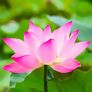 Anzuchtset Pinker Lotus | #2