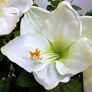 Kunstpflanze Amaryllis, weiß | #2