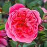 Essbare Culinaric Rose Raspberry®, im ca. 22 cm-Topf | #2