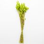 Trockenblumen-Bündel Lagurus, olivgrün, ca. 55 cm | #2