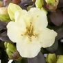 Rhododendron Wren | #2
