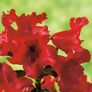 Rhododendron Scarlet Wonder, im ca. 17 cm-Topf | #2