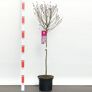 Duftflieder-Stämmchen Palibin, lila, im ca. 23 cm-Topf | #2