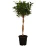 Ficus Moclame, Höhe ca. 60-70 cm | #2