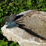 Insektentränke aus Naturstein mit Bronze-Schmetterling | #2