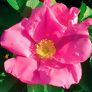Sylter Rose, rosa | #2
