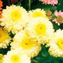 Chrysantheme, gelb, im ca. 9 cm-Topf | #2