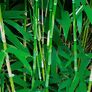 Riesenblatt-Bambus, im ca. 18 cm-Topf | #2